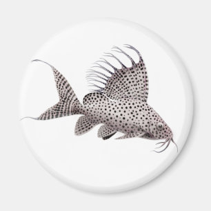 Synodontis eupterus Catfish Magnet