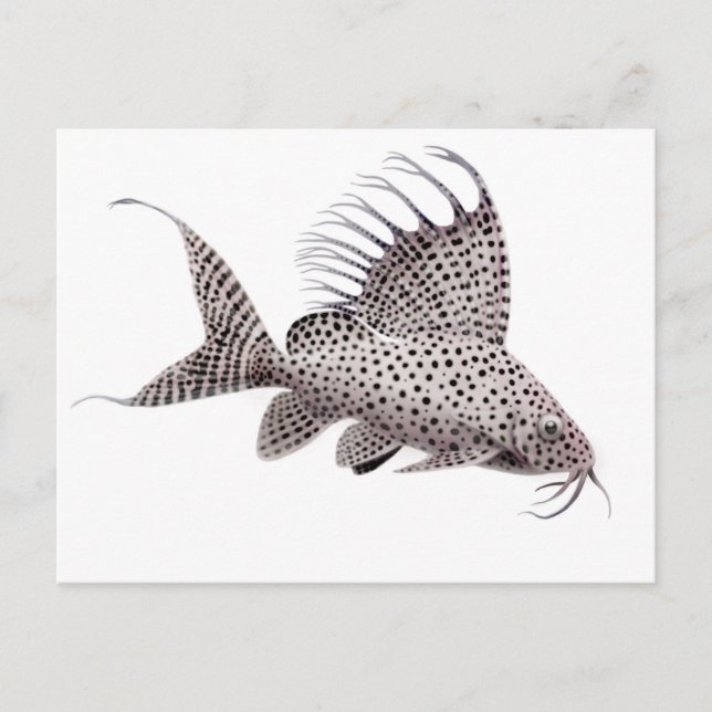 Synodontis eupterus Catfish Postcard (Front)