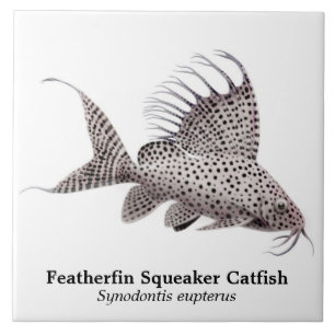 Synodontis Eupterus Featherfin Catfish Tile