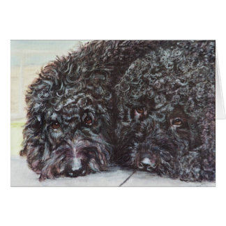 "Syrah and Cabernet"