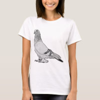 Syrian Coop Tumbler Fancy Pigeon