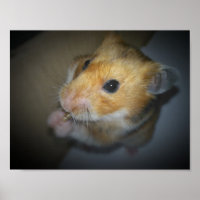 Syrian Hamster Poster