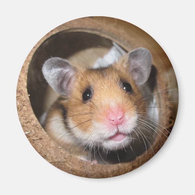 Syrian Pet Hamster - Standard Hamster - Teddy Bear Magnet (Front)