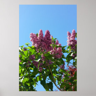 Syringa , Lilac flower tree Poster
