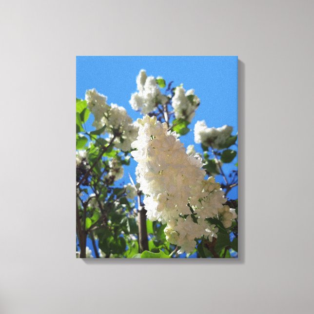 Syringa , White Lilac Flower Tree Canvas Print (Front)
