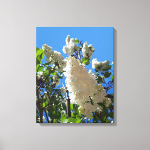 Syringa , White Lilac Flower Tree Canvas Print