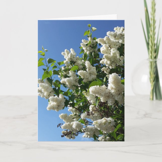 Syringa , White Lilac Flower Tree Card (Front)