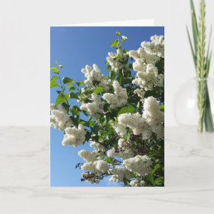 Syringa , White Lilac Flower Tree Card