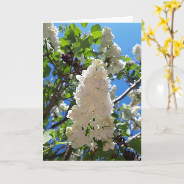 Syringa , White Lilac Flower Tree Card (Yellow Flower)