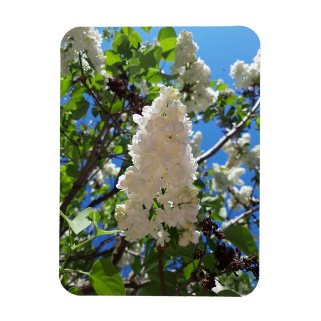 Syringa , White Lilac Flower Tree Magnet (Vertical)