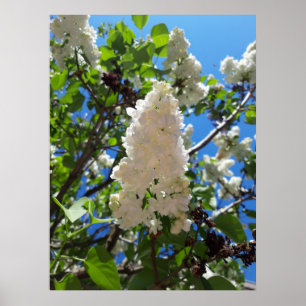 Syringa , White Lilac Flower Tree Poster