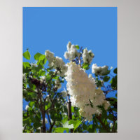 Syringa , White Lilac Flower Tree