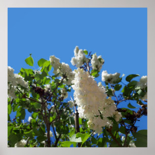 Syringa , White Lilac Flower Tree Poster