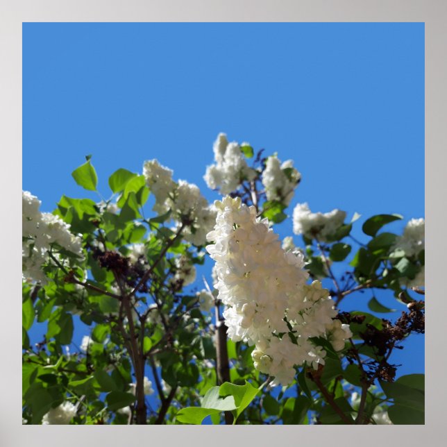 Syringa , White Lilac Flower Tree Poster (Front)