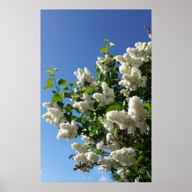 Syringa , White Lilac Flower Tree Poster (Front)