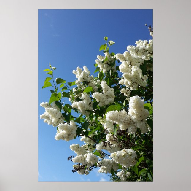 Syringa , White Lilac Flower Tree Poster (Front)