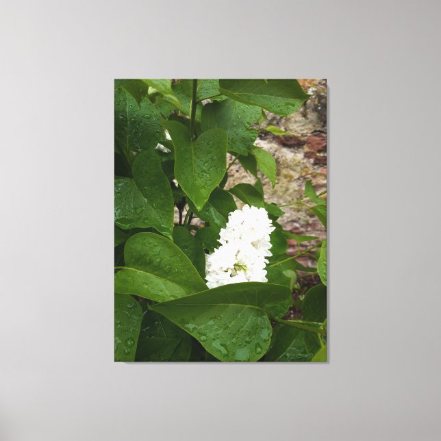 Syringa , White Lilac Flower with Raindrops Canvas Print (Front)
