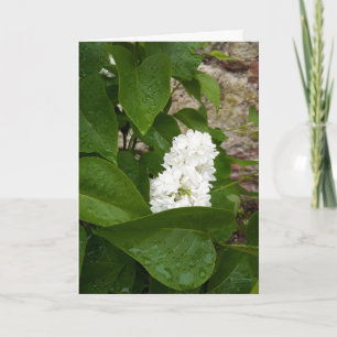Syringa , White Lilac Flower with Raindrops Card