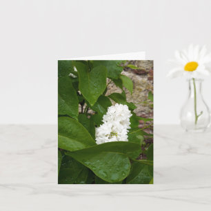 Syringa , White Lilac Flower with Raindrops Card