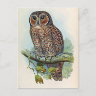 Syrnium Ocellatum (Mottled Wood Owl) Postcard
