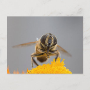 Syrphidae Postcard