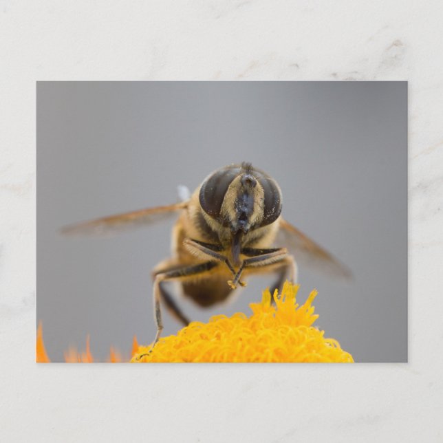 Syrphidae Postcard (Front)