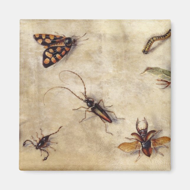 T31567 A Study of Various Insects, Fruit and Anima Magnet (Front)
