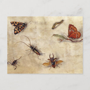T31567 A Study of Various Insects, Fruit and Anima Postcard