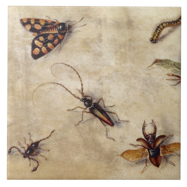 T31567 A Study of Various Insects, Fruit and Anima Tile (Front)