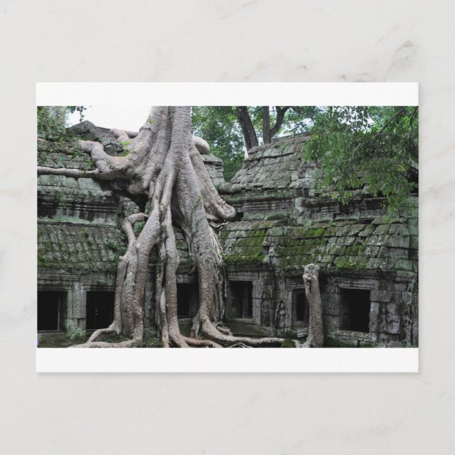 ta prohm temple  in cambodia postcard (Front)