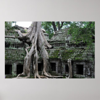 ta prohm temple in cambodia poster