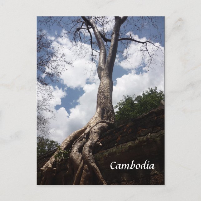 ta prohm tree root postcard (Front)
