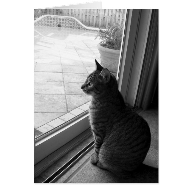 Tabby (Front)