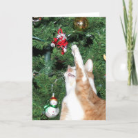 Tabby and Christmas tree