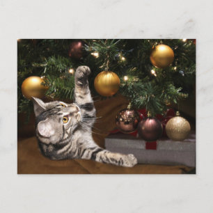 Tabby and Christmas tree Holiday Postcard