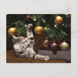 Tabby and Christmas tree Holiday Postcard