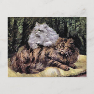 Tabby and Silver Persians Postcard