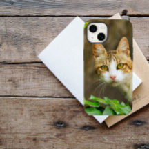 Tabby and White Cat and Ivy