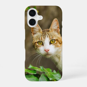 Tabby and White Cat and Ivy iPhone 16 Case
