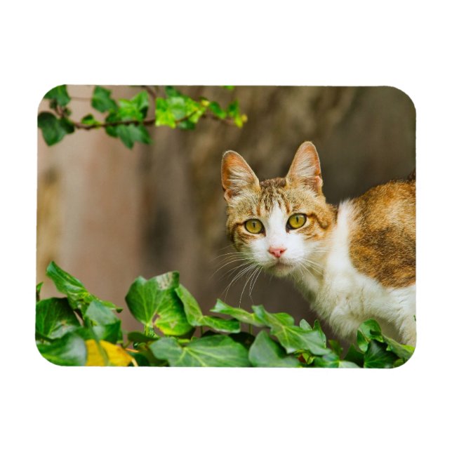Tabby and White Cat and Ivy Magnet (Horizontal)