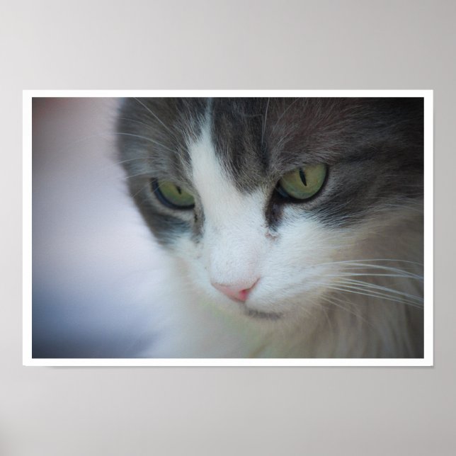 Tabby and White Cat Close-up Poster (Front)
