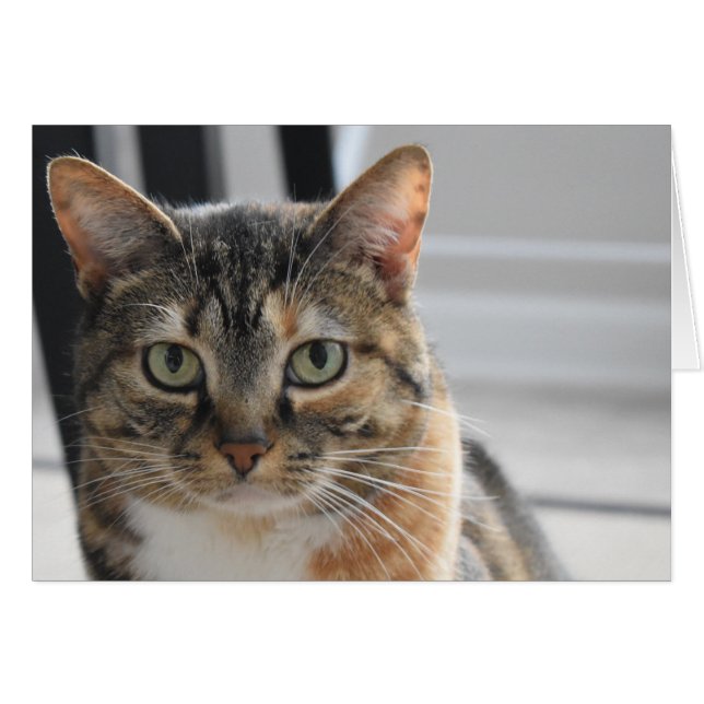 Tabby Cat (Front Horizontal)