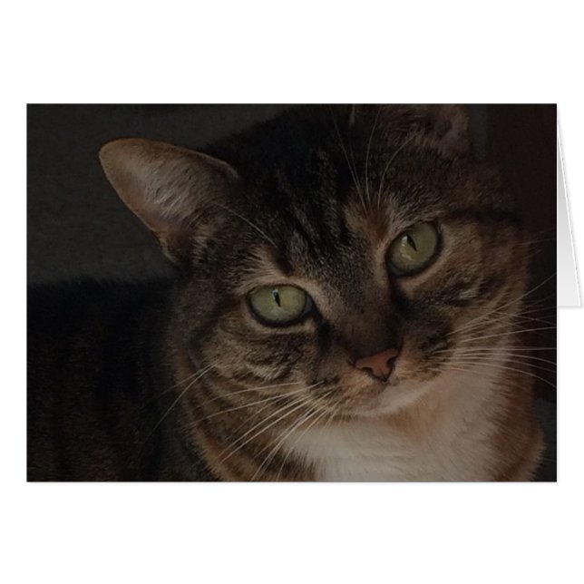 Tabby Cat (Front Horizontal)