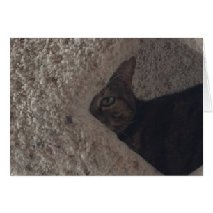 Tabby Cat
