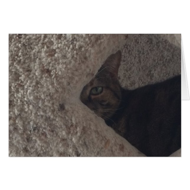 Tabby Cat (Front Horizontal)