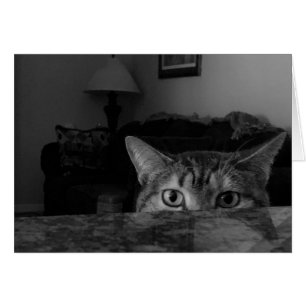 Tabby Cat