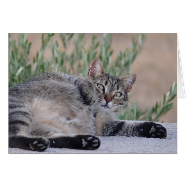 Tabby Cat (Front Horizontal)