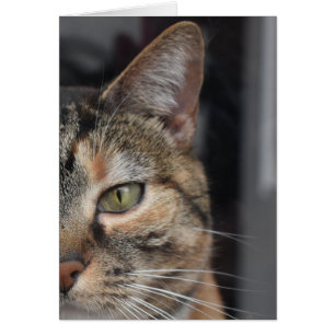 Tabby Cat