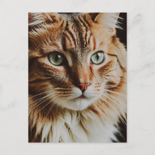 TABBY CAT BEAUTIFUL POSTCARD