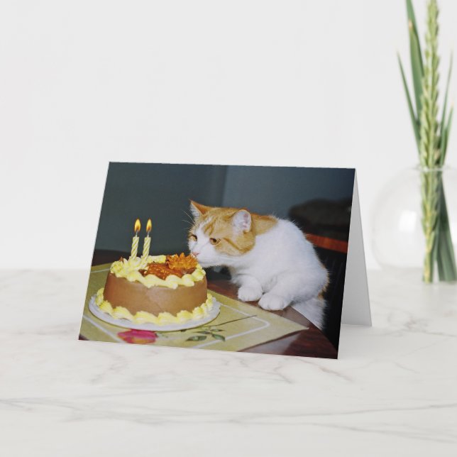 Tabby Cat Birthday Greeting Card (Front)